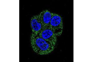 Confocal immunofluorescent analysis of LTF Antibody (ABIN658977 and ABIN2838030) with HepG2 cell followed by Alexa Fluor® 488-conjugated goat anti-mouse lgG (green). (Lactoferrin 抗体)