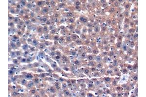 Detection of GSTa3 in Mouse Liver Tissue using Polyclonal Antibody to Glutathione S Transferase Alpha 3 (GSTa3) (GSTA3 抗体  (AA 1-221))