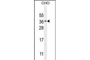 C Antibody (N-term) (ABIN654735 and ABIN2844423) western blot analysis in CHO cell line lysates (35 μg/lane). (C11orf73 抗体  (N-Term))