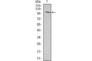 Western Blotting (WB) image for anti-Vav 1 Oncogene (VAV1) (AA 121-324) antibody (ABIN1845807) (VAV1 抗体  (AA 121-324))
