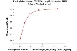 Immobilized Rituximab at 5 μg/mL (100 μL/well) can bind Biotinylated Human CD20 Full Length, His,Avitag (ABIN6972970) with a linear range of 0.