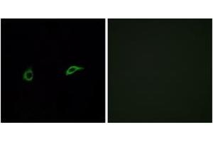 Immunofluorescence (IF) image for anti-Olfactory Receptor, Family 2, Subfamily C, Member 1 (OR2C1) (AA 241-290) antibody (ABIN1535875)