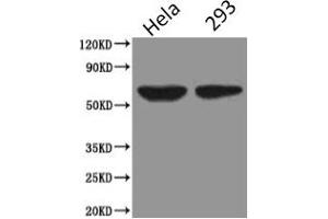 Western Blot Positive WB detected in: Hela whole cell lysate, HEK293 whole cell lysate All lanes: PODXL antibody at 2. (PODXL 抗体)
