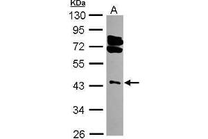 WB Image Sample (30 ug of whole cell lysate) A: 293T 10% SDS PAGE antibody diluted at 1:3000