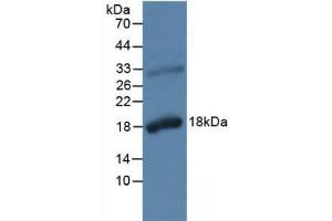 Western blot analysis of Rat Prostate Gland Tissue. (Kallikrein 2 抗体  (AA 19-261))