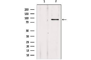 Western blot analysis of extracts from 293, using ADARB1 Antibody. (RED1 抗体  (Internal Region))