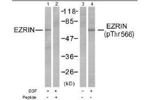 Image no. 1 for anti-Ezrin (EZR) (pThr566) antibody (ABIN196942) (Ezrin 抗体  (pThr566))