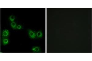 Immunofluorescence analysis of MCF7 cells, using MRGX3 Antibody. (MRGPRX3 抗体  (AA 99-148))