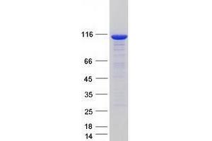 Validation with Western Blot (UBA7 Protein (Myc-DYKDDDDK Tag))