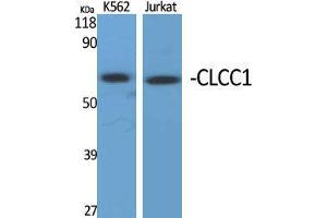 Western Blot (WB) analysis of specific cells using CLCC1 Polyclonal Antibody. (CLCC1 抗体  (Internal Region))