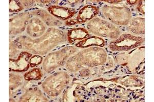 Immunohistochemistry of paraffin-embedded human kidney tissue using ABIN7143656 at dilution of 1:100