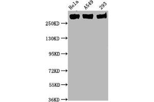 Western Blot Positive WB detected in Hela whole cell lysate,A549 whole cell lysate,293 whole cell lysate All lanes Phospho-POLR2A antibody at 0. (Recombinant POLR2A/RPB1 抗体  (pSer5))