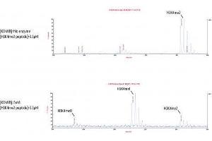 KDM1B / LSD2 activity assay. (KDM1B Protein (full length) (GST tag))