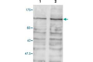 Western blot was performed on whole cell lysates from mouse fibroblasts (Lane 1, NIH/3T3) and embryonic stem cells (Lane 2, E14Tg2a) with Brd2 polyclonal antibody , diluted 1 : 1,000 in BSA/PBS-Tween. (BRD2 抗体)