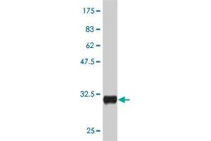 Western Blot detection against Immunogen (30. (CRH 抗体  (AA 154-196))
