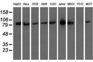 Western blot analysis of extracts (35 µg) from 9 different cell lines by using anti-OSBPL11 monoclonal antibody. (OSBPL11 抗体)
