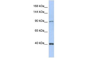 WB Suggested Anti-POLK Antibody Titration:  0. (POLK 抗体  (N-Term))