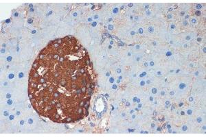 Immunohistochemistry (Paraffin-embedded Sections) (IHC (p)) image for anti-Somatostatin (SST) antibody (ABIN7264775)