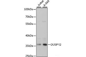 Western blot analysis of extracts of various cell lines using DUSP12 Polyclonal Antibody at dilution of 1:3000. (DUSP12 抗体)