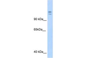 Western Blotting (WB) image for anti-Myb-Binding Protein 1A (MYBBP1A) antibody (ABIN2461491) (MYBBP1A 抗体)