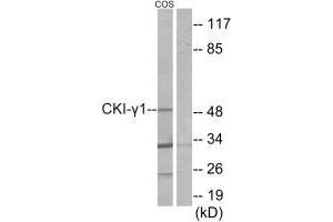 Western blot analysis of extracts from COS-7 cells, using CKI-γ1 antibody. (CSNK1G1 抗体  (N-Term))