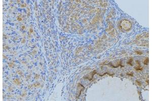 ABIN6268986 at 1/100 staining Human uterus tissue by IHC-P. (Annexin A2 抗体  (pSer26))