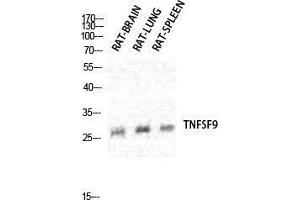 Western Blot (WB) analysis of specific cells using CD137L Polyclonal Antibody. (TNFSF9 抗体  (Internal Region))