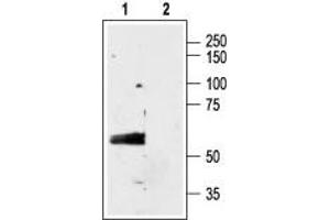 Western Blotting (WB) image for anti-gamma-aminobutyric Acid (GABA) A Receptor, alpha 3 (GABRA3) (AA 29-43), (Extracellular) antibody (ABIN7043187)