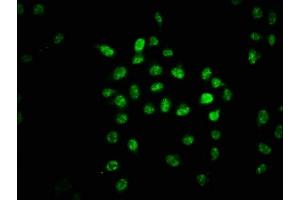 Immunofluorescence (IF) image for anti-GA Binding Protein Transcription Factor, alpha Subunit 60kDa (GABPA) (AA 268-372) antibody (ABIN7153409)
