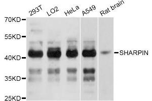 Western blot analysis of extracts of various cell lines, using SHARPIN Antibody (ABIN5998802) at 1:3000 dilution. (SHARPIN 抗体)