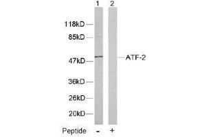 Image no. 1 for anti-Activating Transcription Factor 2 (ATF2) (Thr53), (Thr71) antibody (ABIN197149) (ATF2 抗体  (Thr53, Thr71))