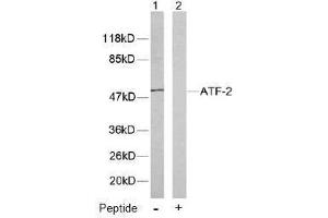 Image no. 1 for anti-Activating Transcription Factor 2 (ATF2) (Thr53), (Thr71) antibody (ABIN197148) (ATF2 抗体  (Thr53, Thr71))