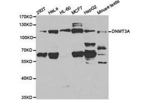 Western Blotting (WB) image for anti-DNA (Cytosine-5-)-Methyltransferase 3 alpha (DNMT3A) antibody (ABIN1872323) (DNMT3A 抗体)