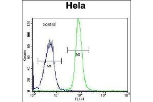 DONSON Antibody (Center) (ABIN651848 and ABIN2840422) flow cytometric analysis of Hela cells (right histogram) compared to a negative control cell (left histogram). (DONSON 抗体  (AA 368-398))