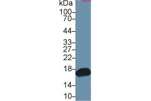 Western blot analysis of Mouse Small intestine lysate, using Human RBP2 Antibody and HRP-conjugated Goat Anti-Rabbit antibody ( (RBP2 抗体  (AA 1-134))
