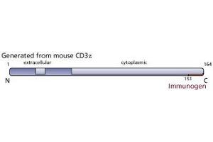 Image no. 2 for anti-CD247 Molecule (CD247) (C-Term) antibody (ABIN967446) (CD247 抗体  (C-Term))
