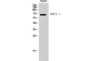 Western Blotting (WB) image for anti-Chaperonin Containing TCP1, Subunit 5 (Epsilon) (CCT5) (Internal Region) antibody (ABIN3177655) (CCT5 抗体  (Internal Region))