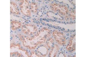 IHC-P analysis of kidney tissue, with DAB staining. (Ribonuclease A8 抗体  (AA 19-154))