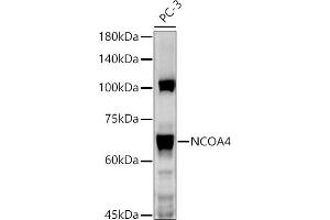 Western blot analysis of extracts of PC-3 cells, using NCO antibody  at 1:1000 dilution. (NCOA4 抗体  (AA 495-614))