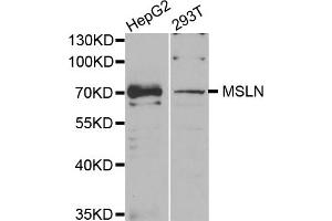 Western blot analysis of extracts of various cell lines, using MSLN antibody (ABIN5973636) at 1/1000 dilution. (Mesothelin 抗体)