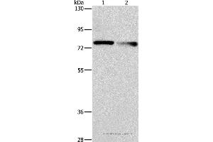 Western blot analysis of A549 and 231 cell, using NEK11 Polyclonal Antibody at dilution of 1:1000 (NEK11 抗体)