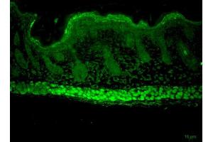 Immunohistochemistry analysis using Rat Anti-Aha1 Monoclonal Antibody, Clone 25F2. (AHSA1 抗体  (Atto 390))