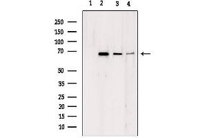 Western blot analysis of extracts from various samples, using LMNB2 antibody. (Lamin B2 抗体  (Internal Region))