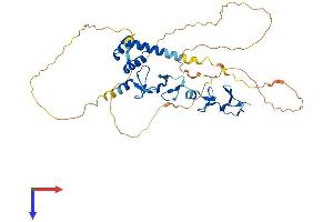 LHX1 Protein (AA 1-406) (His tag)