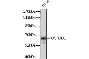 Western blot analysis of extracts of HeLa cells, using OGFOD1 antibody (ABIN7265317) at 1:1000 dilution. (OGFOD1 抗体  (AA 1-140))