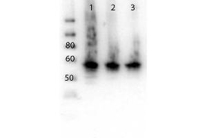 Western Blot of Rabbit anti-ALG6 antibody. (ALG6 抗体  (N-Term))