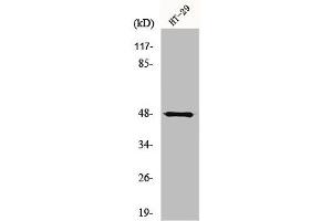 Western Blot analysis of HepG2 cells using NBPF7 Polyclonal Antibody (NBPF7 抗体  (C-Term))