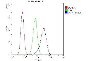Flow Cytometry analysis of U20S cells using anti-LCP1 antibody (ABIN6719421). (LCP1 抗体)