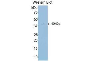 Western blot analysis of the recombinant protein. (EPAS1 抗体  (AA 24-348))