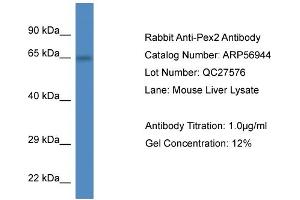 Western Blotting (WB) image for anti-Peroxisomal Biogenesis Factor 2 (PEX2) (C-Term) antibody (ABIN785854) (PEX2 抗体  (C-Term))